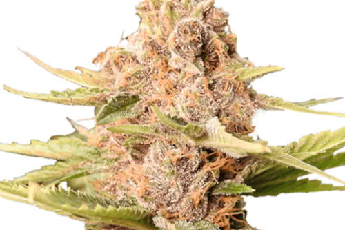 girl scout cookies extreme fem by ILGM