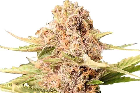 girl scout cookies indica strain plant by ilgm