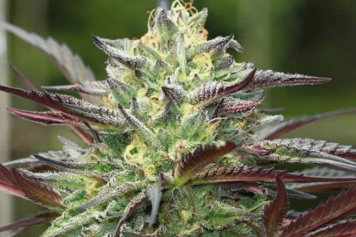 girl scout cookies weed plant by humboldt seed co