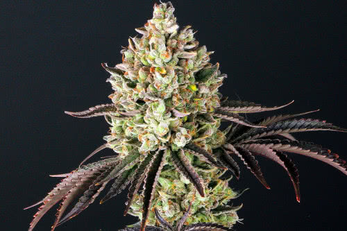 glookies strain by barneys farm