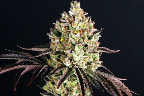 glookies indica strain plant by barneys farm