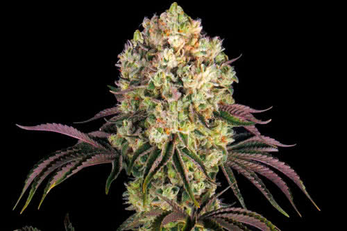 glookies strain cannabis plant by barneys farm