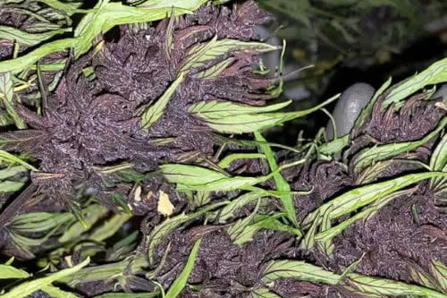 glu cbd auto strain by trilogene seeds