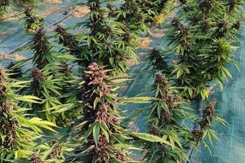 glu cbd auto low thc strain