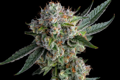 glue 31 strain plant by compound genetics