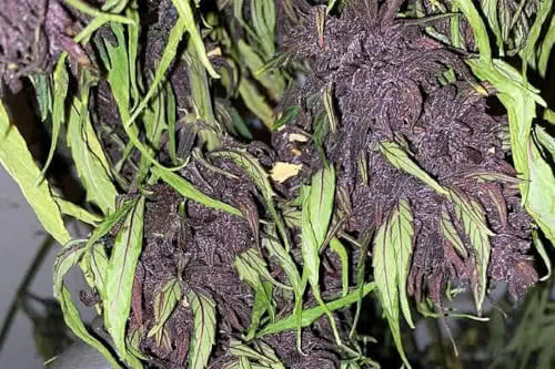 glue cbd auto strain buds by trilogene seeds