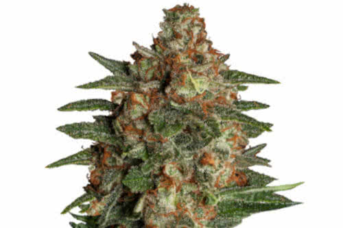 glueberry auto by msnl