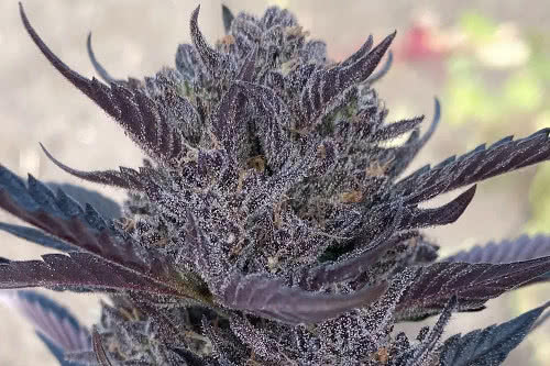 gmo auto strain plant by atlas seed