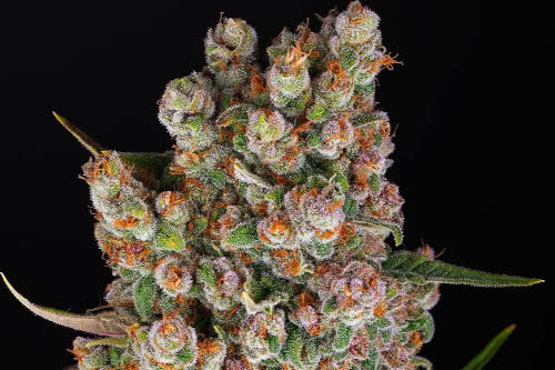 gmo auto strain by barneys farm