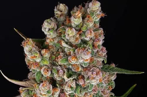 gmo auto strain by barneys farm