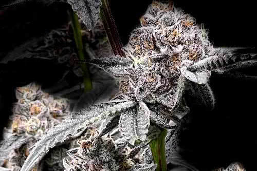 gmo cookies weed plant by blimburn