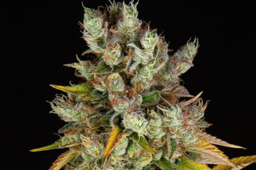 gmo exotic strain weed plant