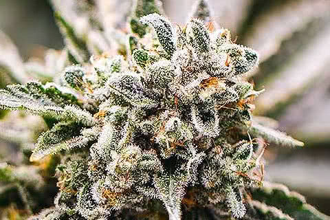 gmo indica strain plant by blimburn