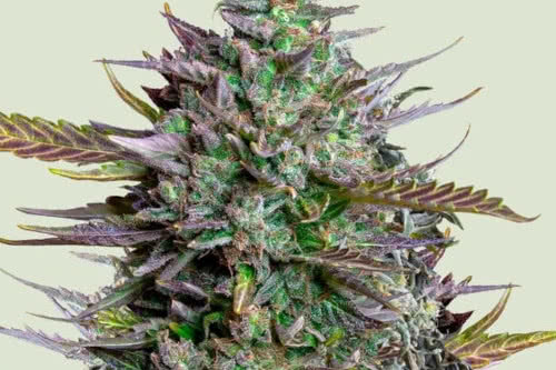 goatlato auto strain plant by royal queen seeds