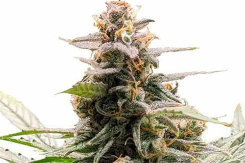 godfather og exotic strain weed plant