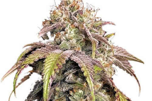 godfather og fem by ILGM