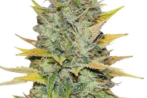 gold leaf cannabis plant by ilgm