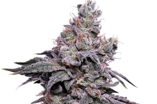 golden haze fem strain by green bodhi