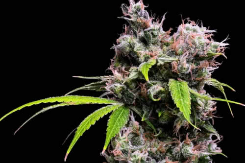 golden pineapple s1 fem strain by green bodhi