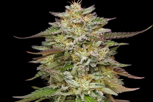 golden sands high thc plant by humboldt seed co