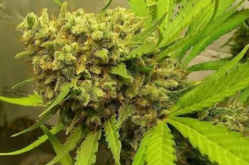 golden tiger landrace strain by ace seeds