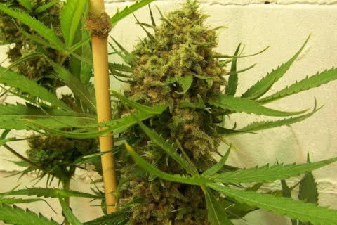 golden tiger sativa strain plant by ace seeds