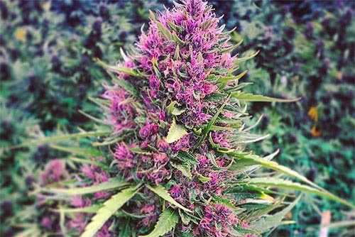 good shit feminized seeds