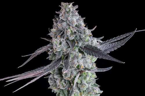 goofiez squared strain plant by compound genetics