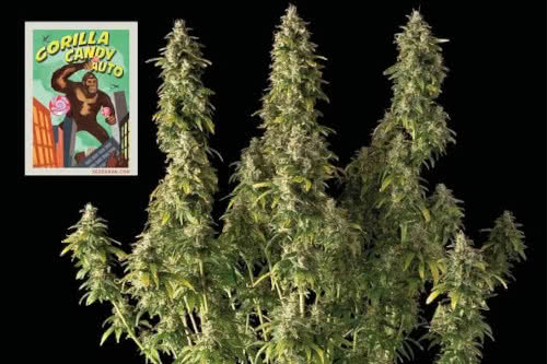 gorilla candy auto medical strain by seedsman