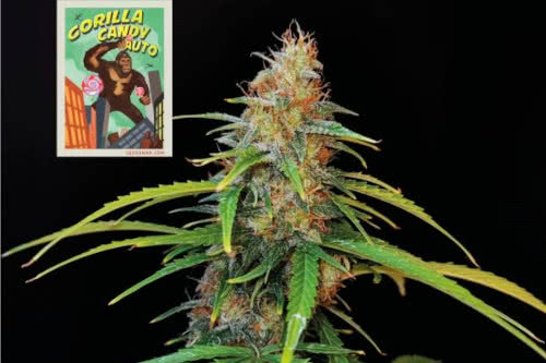 gorilla candy auto strain by seedsman