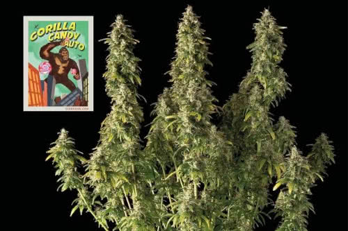 gorilla candy auto strain by seedsman