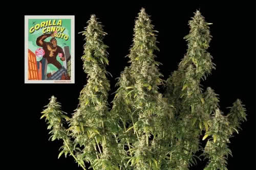 gorilla candy auto strain by seedsman