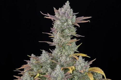 gorilla cookies auto exotic strain weed plant