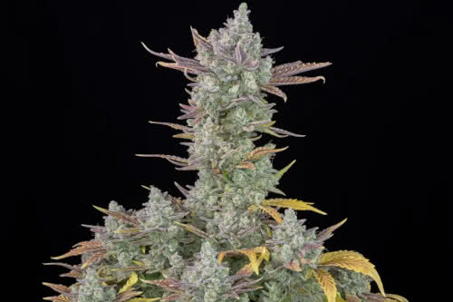 gorilla cookies auto strain plant by fast buds