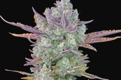 gorilla cookies autoflower strain cannabis plant