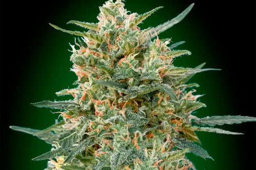 gorilla fast strain by 00 seeds