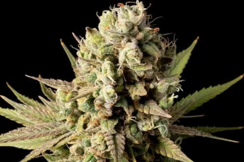 gorilla gas f1 fast strain plant by seedsman