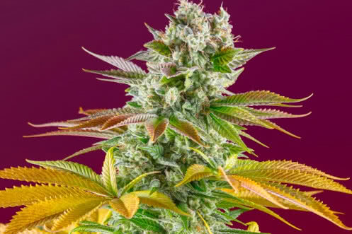 gorilla girl f1 fast strain plant by sweet seeds