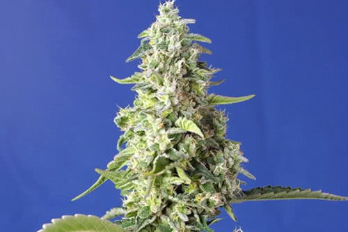 gorilla girl xl auto strain indoor cannabis plant