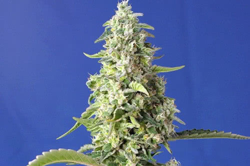 gorilla girl xl auto strain plant by sweet seeds