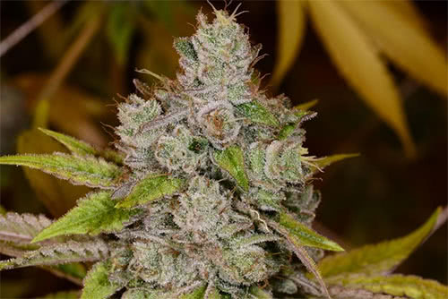 Gorilla Glue #4 Feminized Seeds