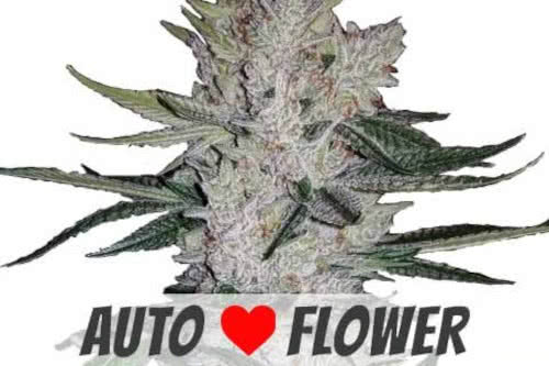 gorilla glue auto strain by ilgm