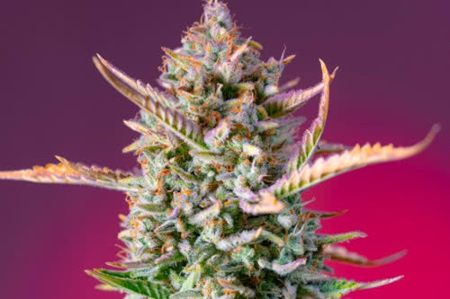 gorilla sherbet f1 fast strain plant by sweet seeds