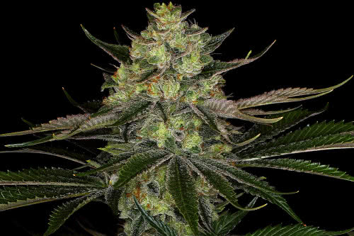 gorilla zkittlez strain by barneys farm