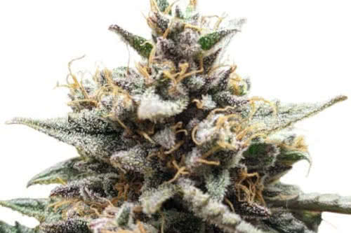 gorilla zkittlez strain by ilgm