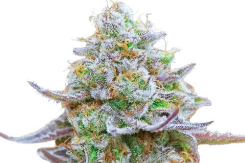 gorilla zkittlez strain indoor cannabis plant