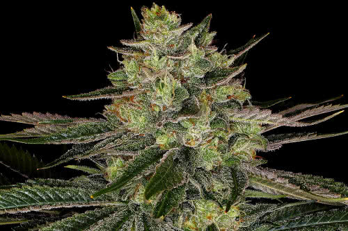 gorilla zkittlez weed strain