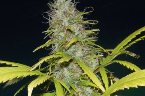 grail widow growl by mr nice seeds