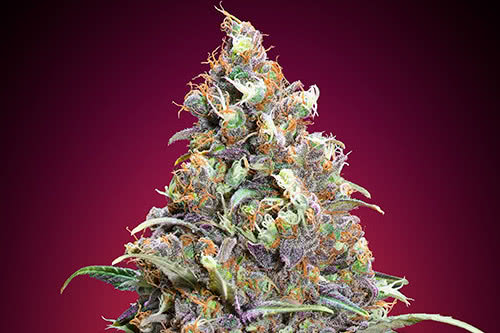 grand daddy purple strain by 00 seeds