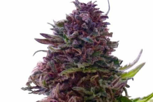 grand daddy purple strain by ilgm